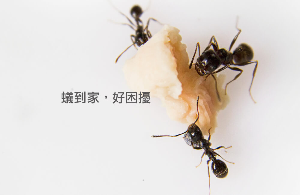 如何消滅螞蟻？徹底消除環境螞蟻方法