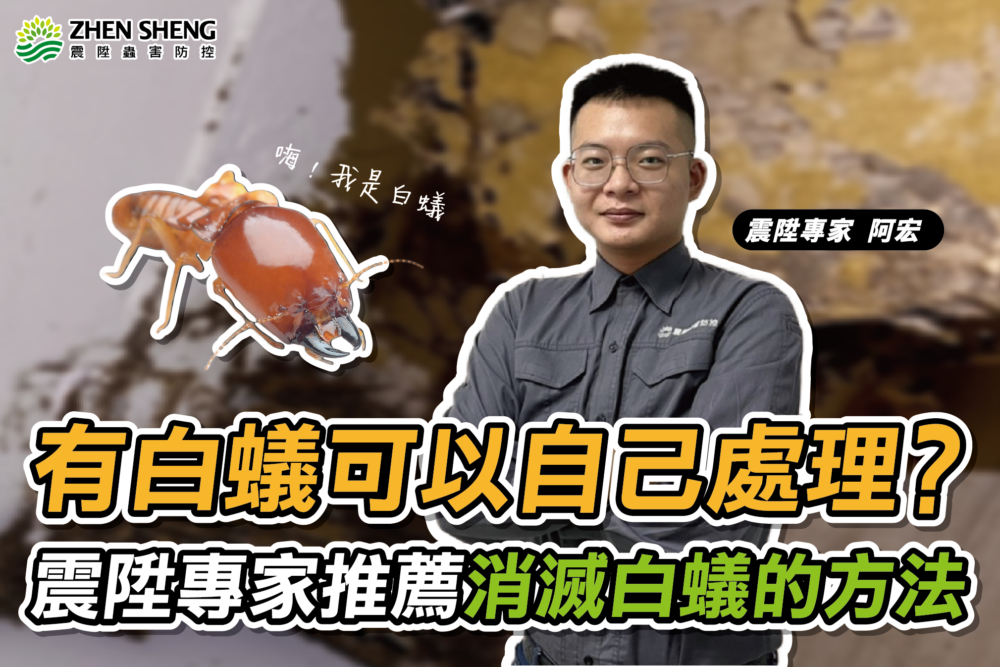 Read more about the article 家裡有白蟻怎麼辦？白蟻可以自己處理嗎？震陞除蟲專家推薦消滅白蟻的方法！