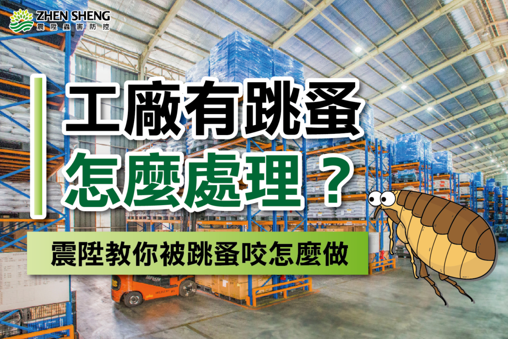 Read more about the article 工廠有跳蚤怎麼處理？震陞台中消毒公司教你被跳蚤咬該怎麼處理